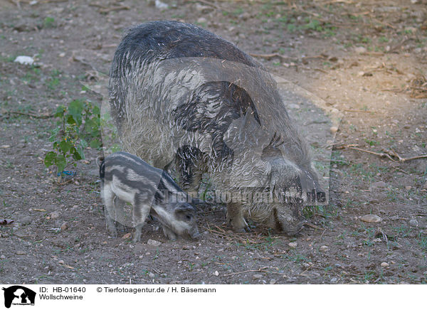 Wollschweine / woolly pigs / HB-01640