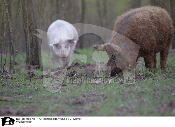 Wollschwein / wolly pig / JM-06578