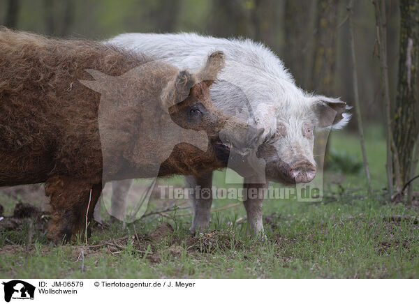 Wollschwein / wolly pig / JM-06579