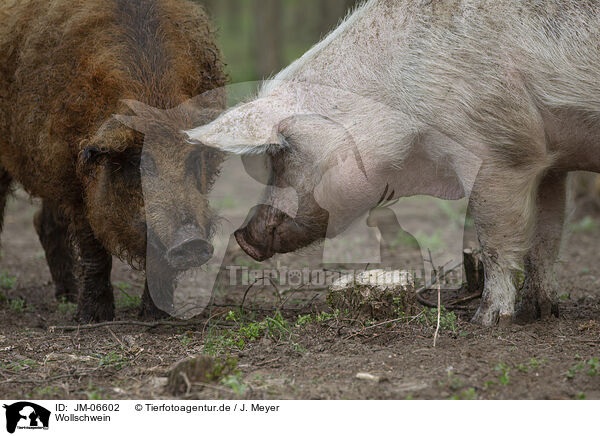 Wollschwein / wolly pig / JM-06602