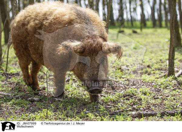 Wollschwein / JM-07999