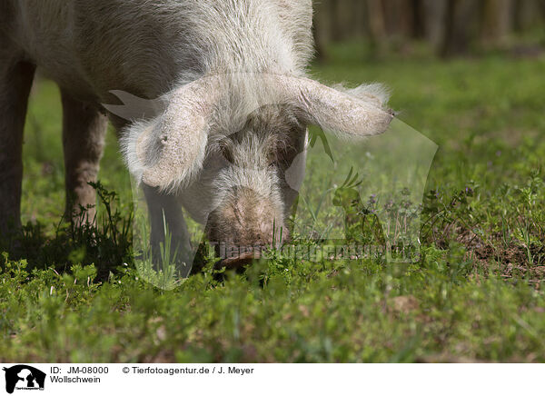 Wollschwein / Mangalica / JM-08000