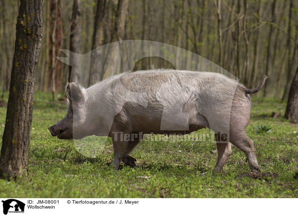 Wollschwein / Mangalica / JM-08001