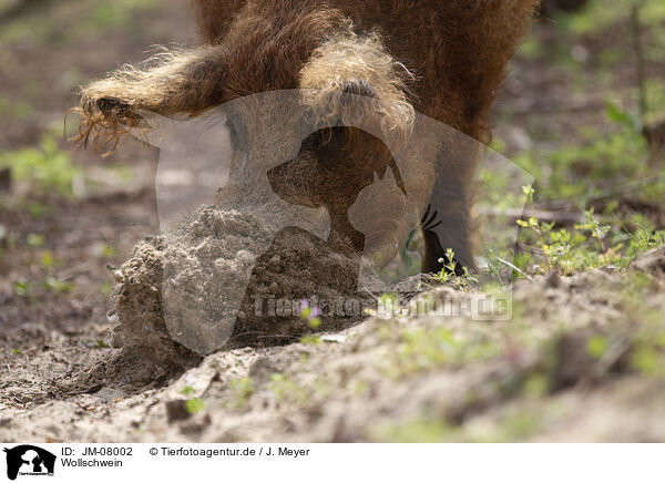 Wollschwein / Mangalica / JM-08002