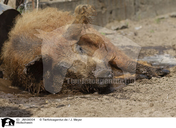 Wollschwein / Mangalica / JM-08004