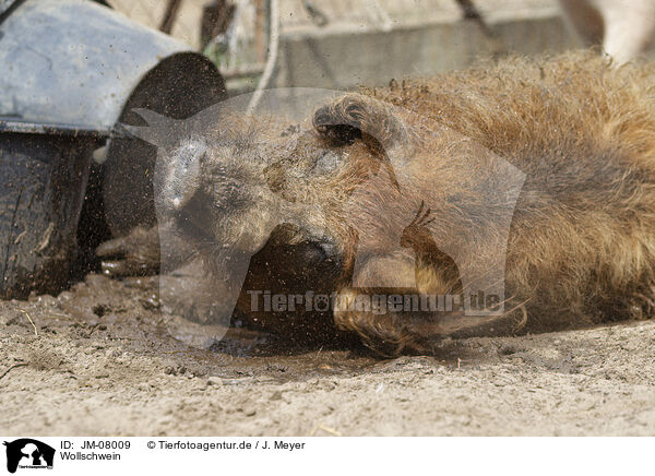 Wollschwein / Mangalica / JM-08009