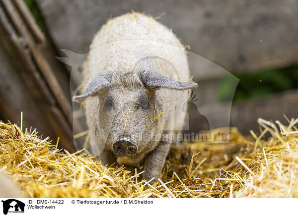 Wollschwein / woolly pig / DMS-14422