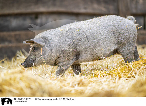 Wollschwein / woolly pig / DMS-14423