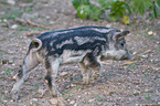 Wollschwein Ferkel