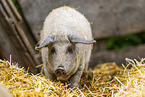 Wollschwein
