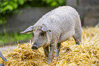Wollschwein