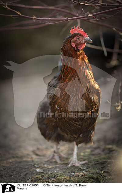 Marans / TBA-02653