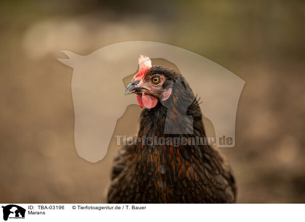 Marans / Marans / TBA-03196