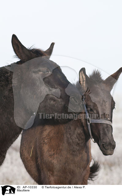 Maultiere / AP-10330