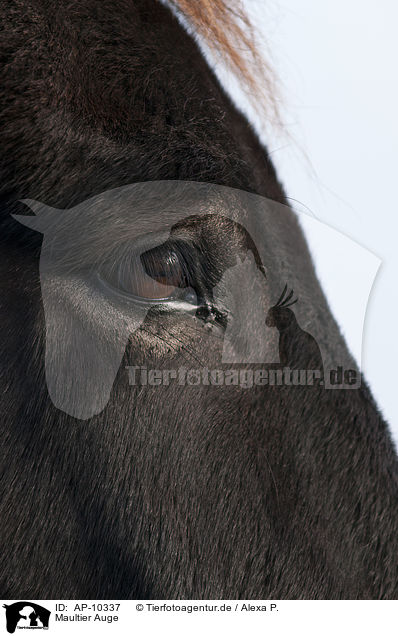 Maultier Auge / mule-drawn eye / AP-10337