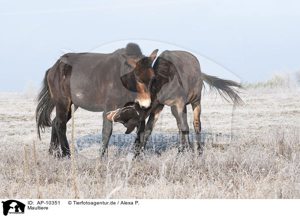 Maultiere / mule-drawn / AP-10351