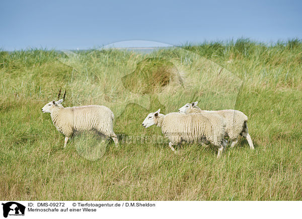 Merinoschafe auf einer Wiese / Merino Sheeps on a meadow / DMS-09272