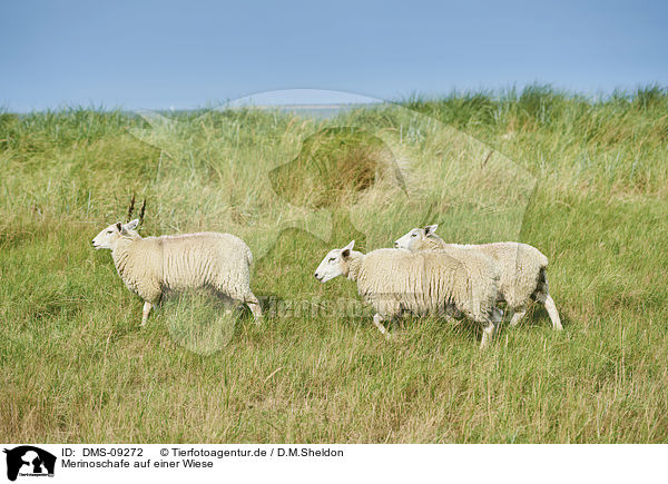 Merinoschafe auf einer Wiese / DMS-09272