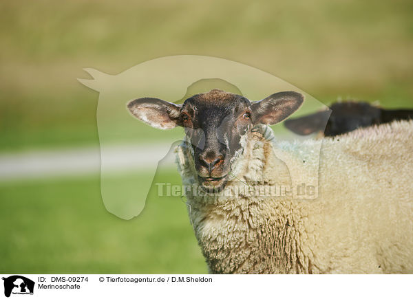 Merinoschafe / Merino Sheeps / DMS-09274
