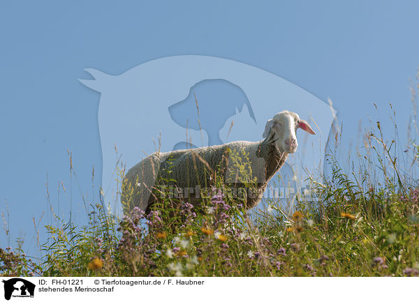 stehendes Merinoschaf / standing Merino Sheep / FH-01221