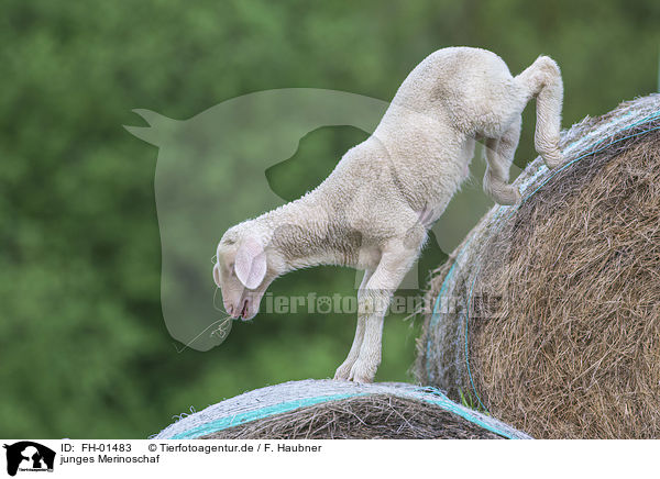 junges Merinoschaf / young Merino Sheep / FH-01483
