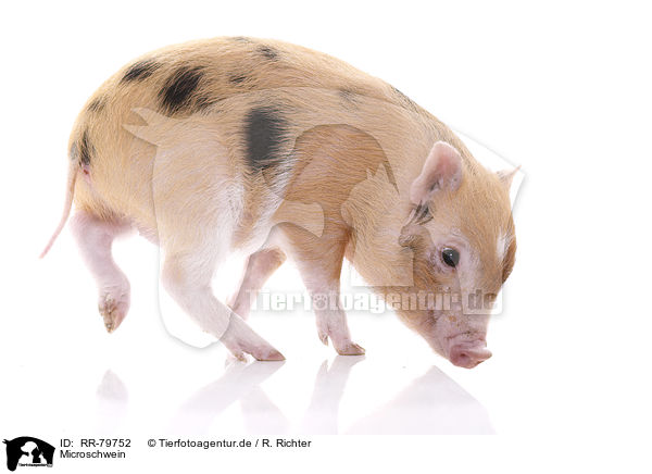 Microschwein / RR-79752