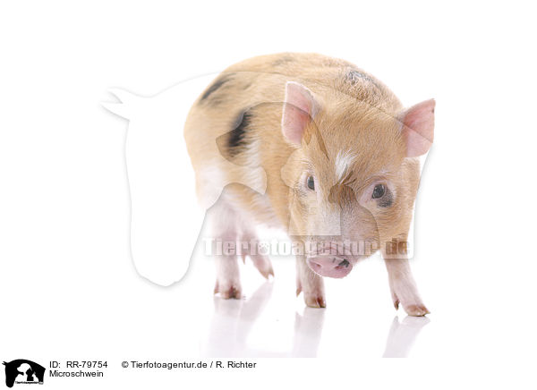 Microschwein / micro pig / RR-79754