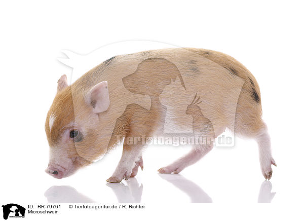 Microschwein / micro pig / RR-79761