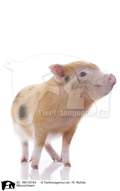 Microschwein / micro pig / RR-79764