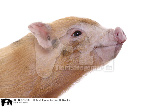 Microschwein / micro pig / RR-79768