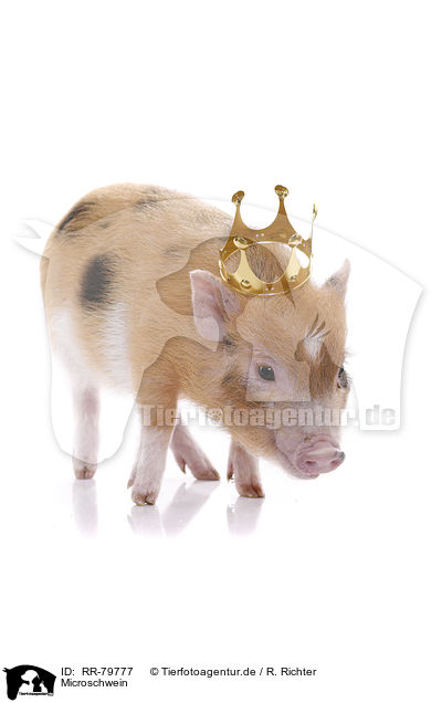 Microschwein / RR-79777