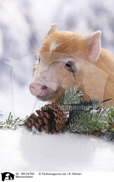 Microschwein / RR-79780