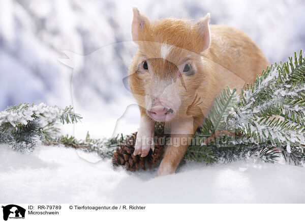 Microschwein / RR-79789