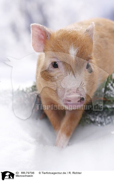 Microschwein / RR-79796