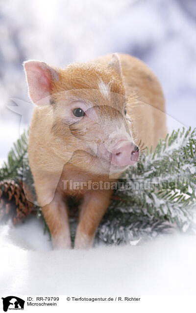 Microschwein / RR-79799