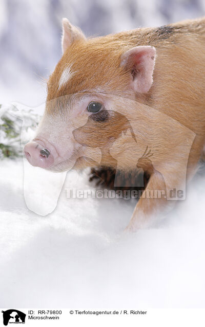 Microschwein / RR-79800