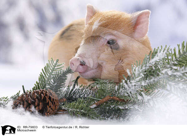 Microschwein / RR-79803
