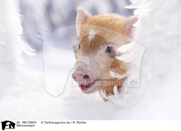 Microschwein / micro pig / RR-79805