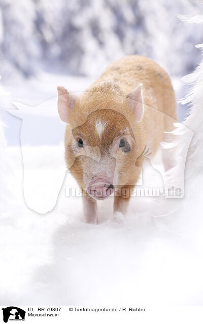 Microschwein / micro pig / RR-79807