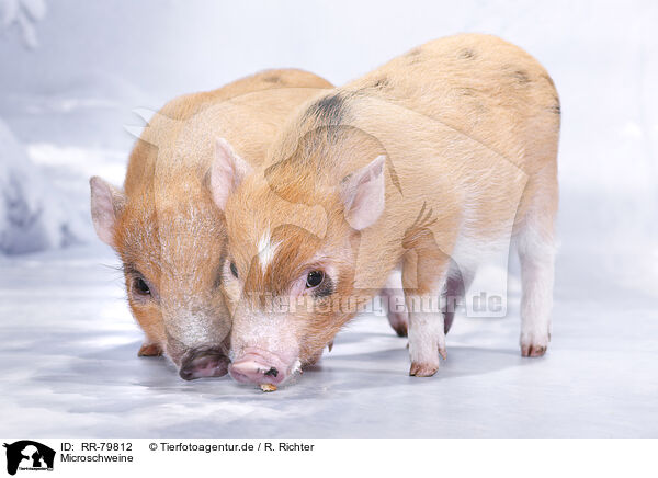 Microschweine / RR-79812