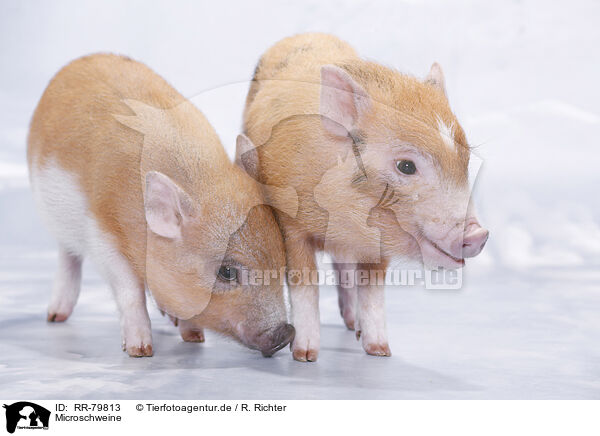 Microschweine / micro pigs / RR-79813