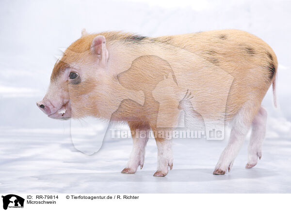 Microschwein / micro pig / RR-79814