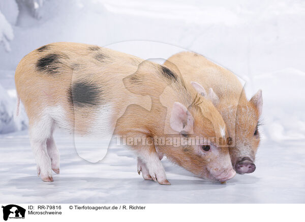 Microschweine / RR-79816