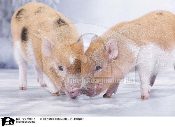 Microschweine / RR-79817