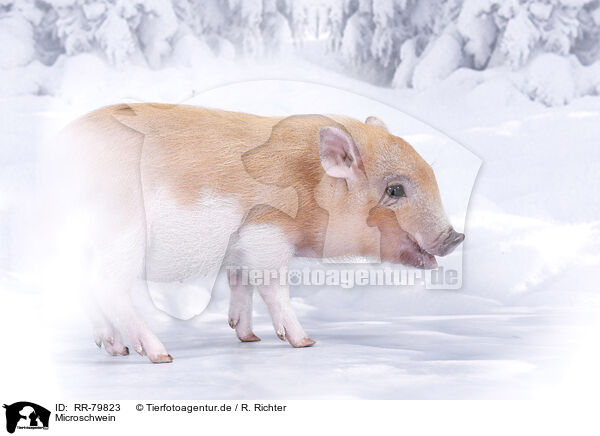 Microschwein / micro pig / RR-79823