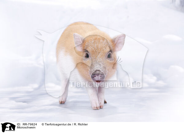 Microschwein / micro pig / RR-79824