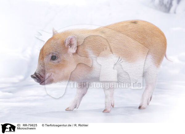 Microschwein / micro pig / RR-79825
