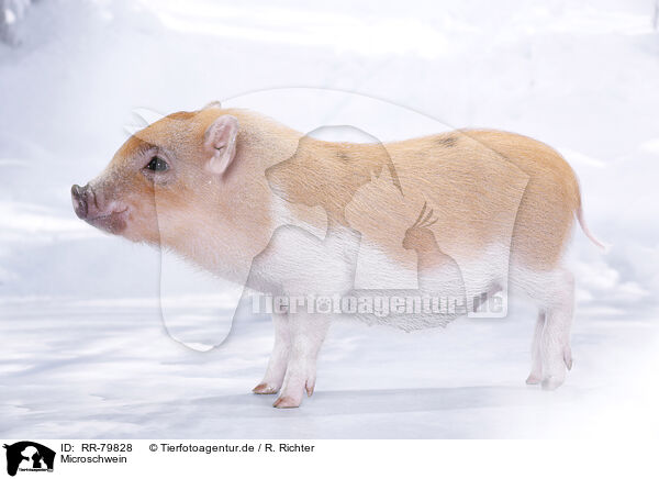 Microschwein / micro pig / RR-79828
