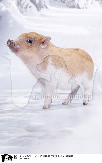 Microschwein / micro pig / RR-79836
