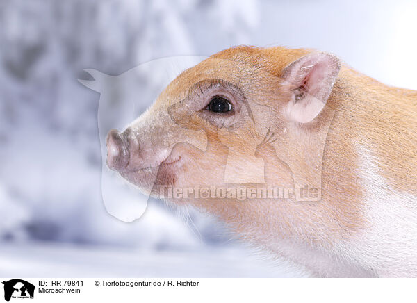 Microschwein / micro pig / RR-79841